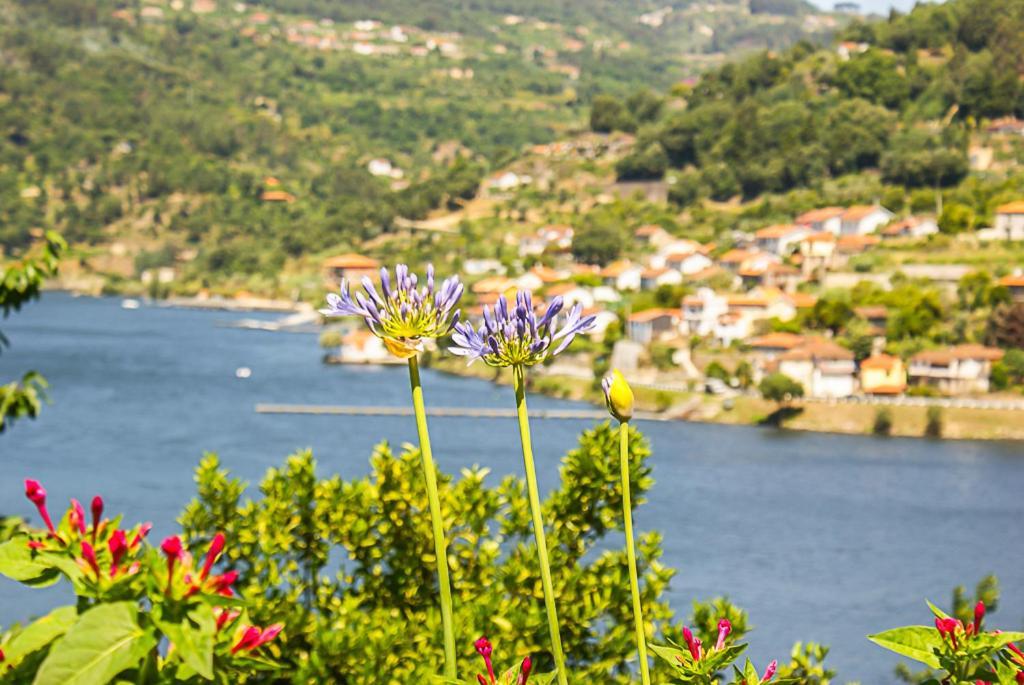 Casa Da Torre, Porto Manso